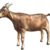 Goat