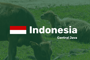 Indonesia Cental Java