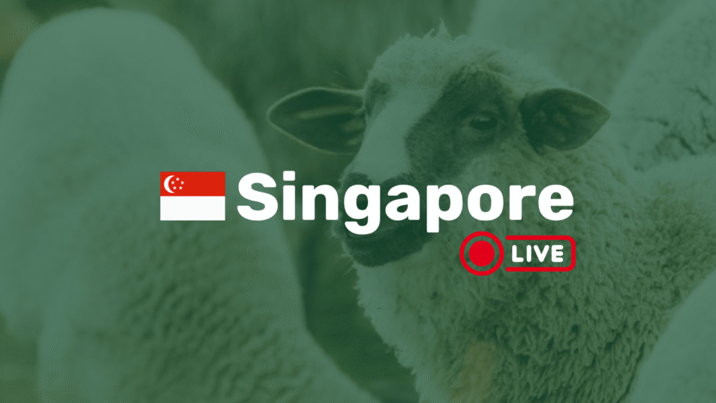 Live Sheep in Singapore