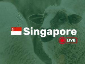 Live Sheep in Singapore
